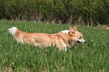 CORGI PEMBROKE 1319